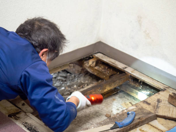 Best Industrial Mold Remediation in Benton, LA