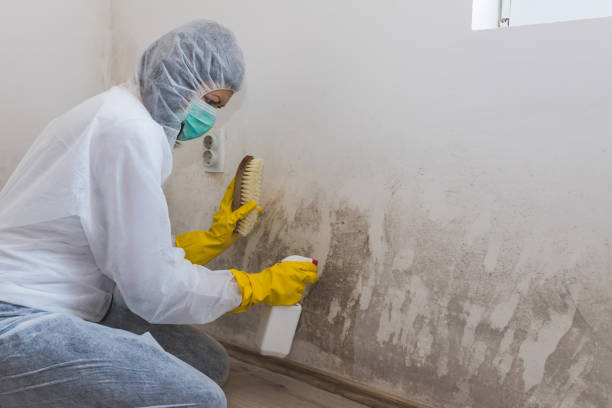 Benton, LA Mold Remediation Company