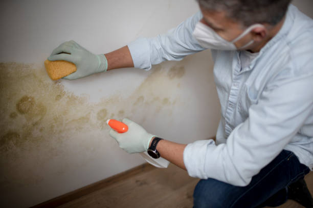 Best Kitchen Mold Remediation in Benton, LA